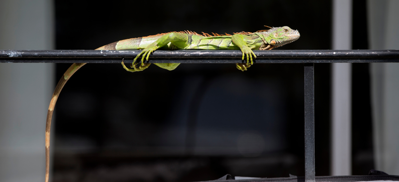 An iguana lounges on a railing on a condominium in Sunny Isles Beach, Florida.